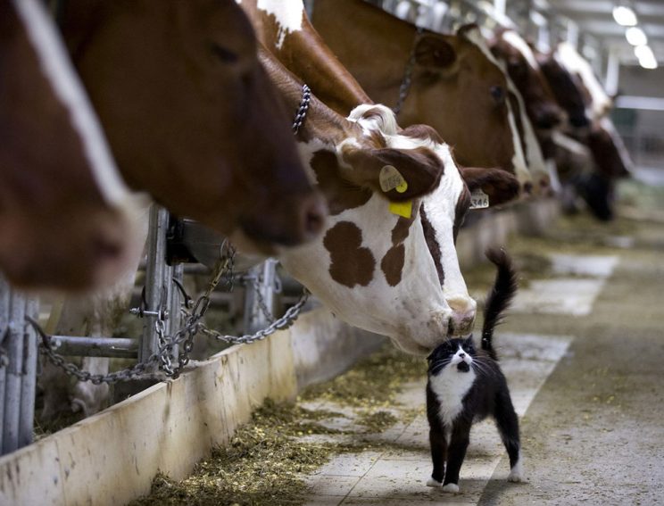 ภาพวัวที่กำลังรอรีดนำ ใช้จมูกเล่นกับแมว ใน Granby, Quebec เมื่อ July 26, 2016. (ภาพโดย Christinne Muschi/Reuters)